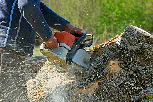 Best Emergency Tree Service  in USA